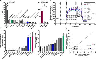 Opposing Actions of Adrenocorticotropic Hormone and Glucocorticoids on UCP1-Mediated Respiration in Brown Adipocytes